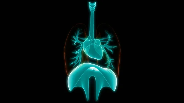 Sistema Respiratorio Humano Almuerzo Anatomía —  Fotos de Stock