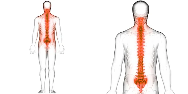 Vertebral Column Human Skeleton System Anatomy — стокове фото