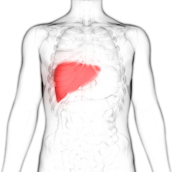 Anatomia Fígado Órgão Digestivo Interno Humano — Fotografia de Stock