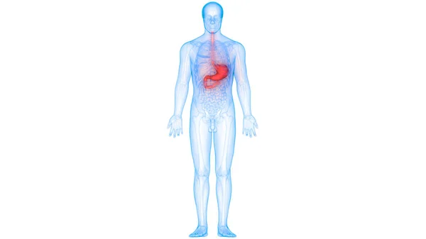 Système Digestif Humain Anatomie Estomac — Photo