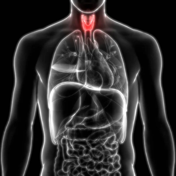 Ludzki Żołądek Anatomia Tarczycy — Zdjęcie stockowe