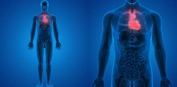 Système Circulatoire Humain Anatomie Cardiaque — Photo