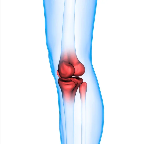 Sistema Esqueleto Humano Osso Articula Anatomia — Fotografia de Stock