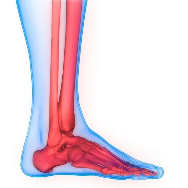 Lidská Kostra Systém Foot Klouby Anatomie — Stock fotografie