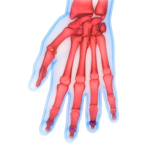 Anatomia Dos Ossos Sistema Esqueleto Humano Mãos — Fotografia de Stock