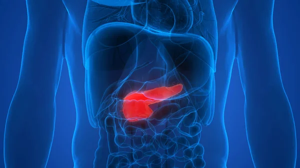 Anatomia Vesícula Biliar Órgão Digestivo Interno Humano — Fotografia de Stock
