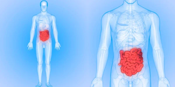 Anatomie Des Menschlichen Verdauungssystems Dünndarm — Stockfoto