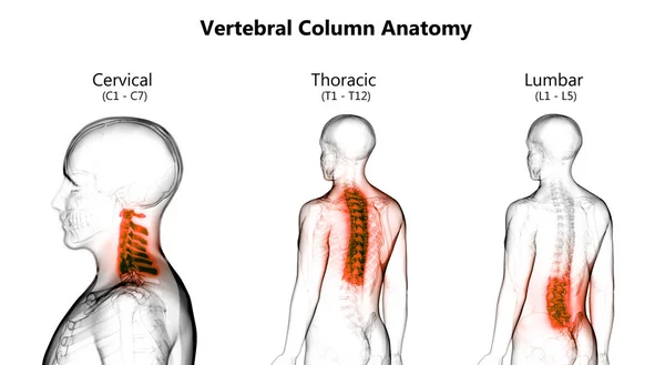 Vertebral Column of Human Skeleton System Anatomy. 3D