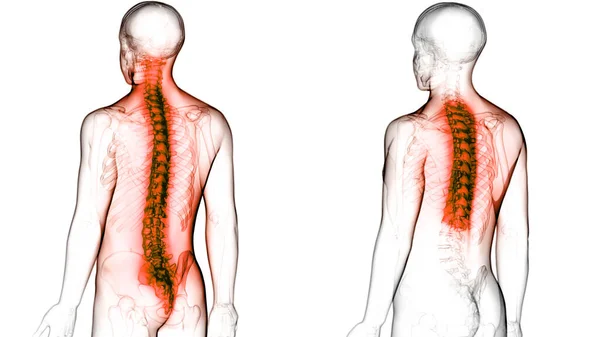 Coluna Vertebral Anatomia Sistema Esqueleto Humano — Fotografia de Stock