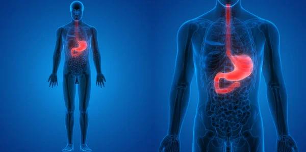 Magenanatomie Des Menschlichen Verdauungssystems — Stockfoto