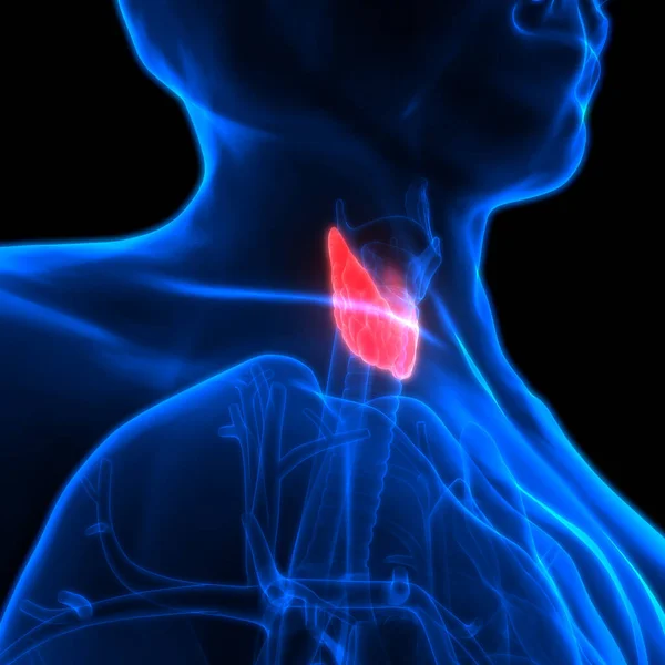 Human Glands Thyroid Gland Anatomy — Photo