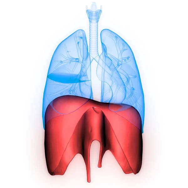 Nsan Solunum Sistemi Akciğerleri Anatomisi Boyut — Stok fotoğraf