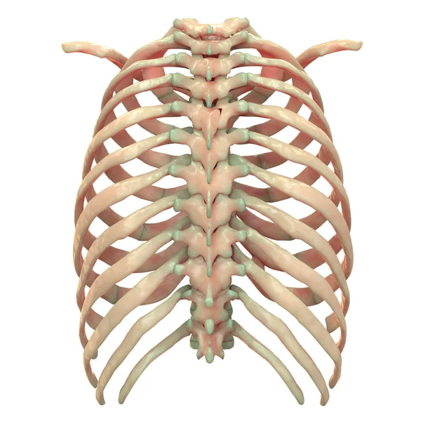 Human Skeleton System Axial Skeleton Anatomy Posterior View — стокове фото
