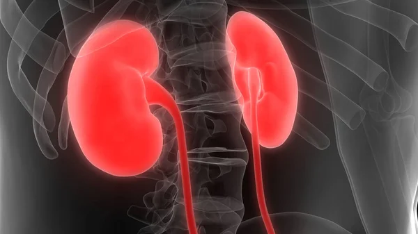 Urinary System Kidneys Anatomy — 스톡 사진