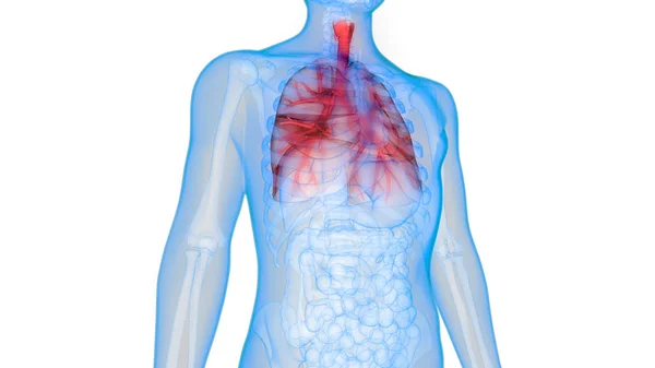 Sistema Respiratório Humano Anatomia Pulmonar — Fotografia de Stock