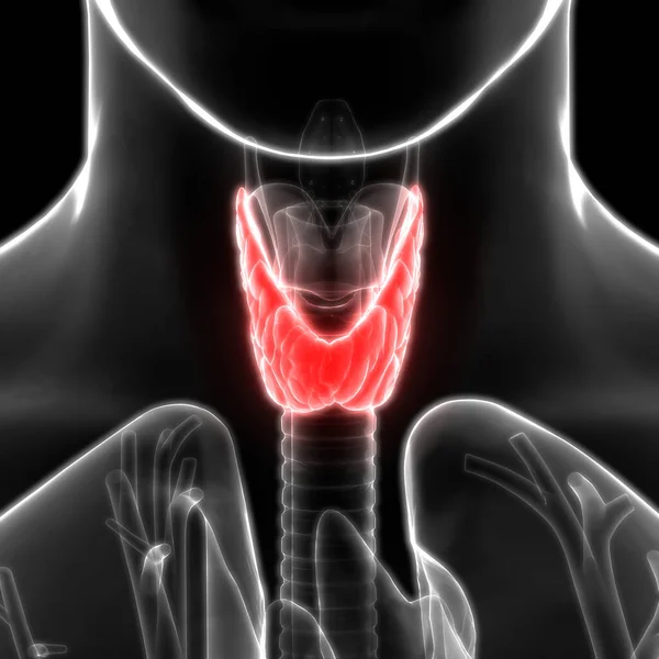 Ghiandole Umane Ghiandola Tiroidea Anatomia — Foto Stock