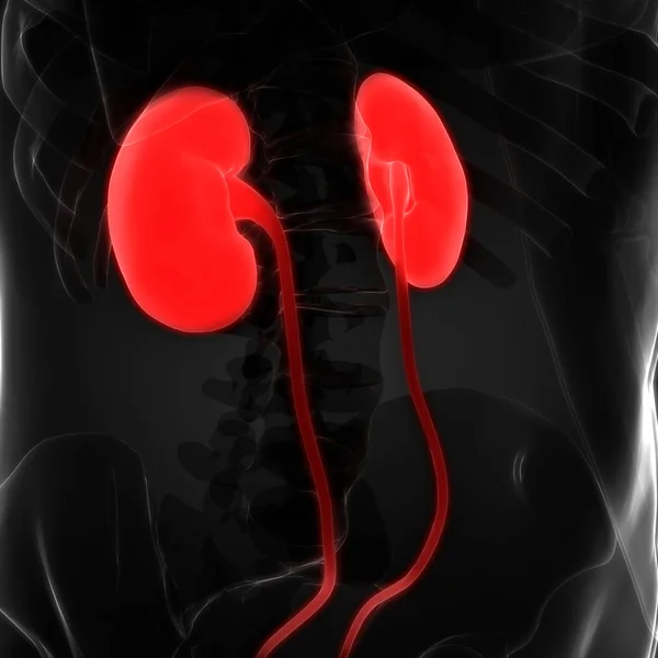 Urinary System Kidneys Anatomy — 图库照片