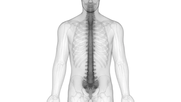 人体骨骼系统的椎体柱解剖 — 图库照片