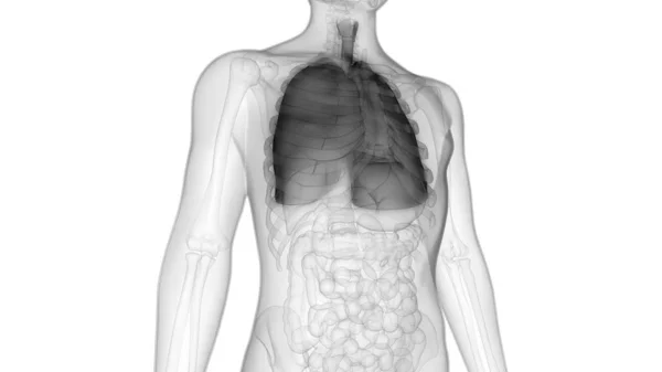 Human Respiratory System Lungs Anatomy — стокове фото