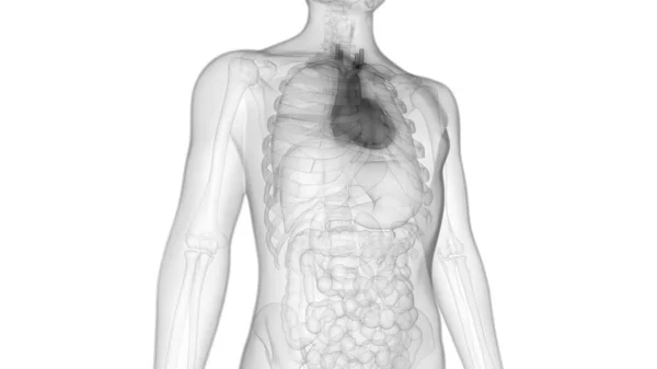 해부학 Human Circulatory System Heart Anatomy — 스톡 사진