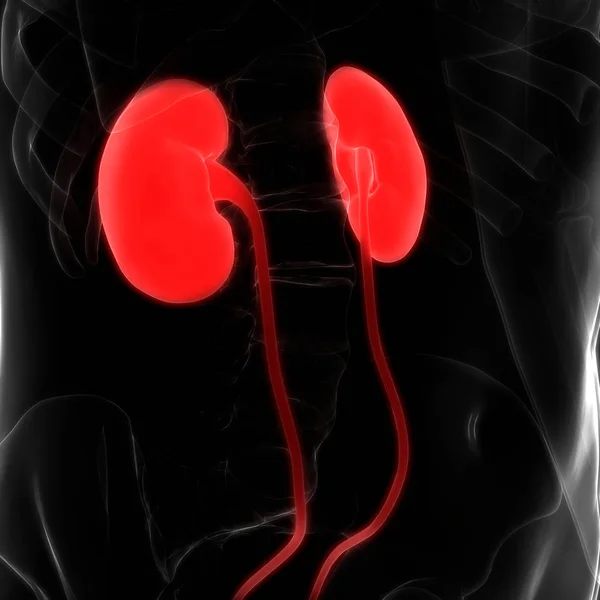 Urinary System Kidneys Anatomy — Stok fotoğraf