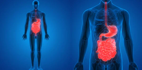 Anatomía Del Sistema Digestivo Humano —  Fotos de Stock