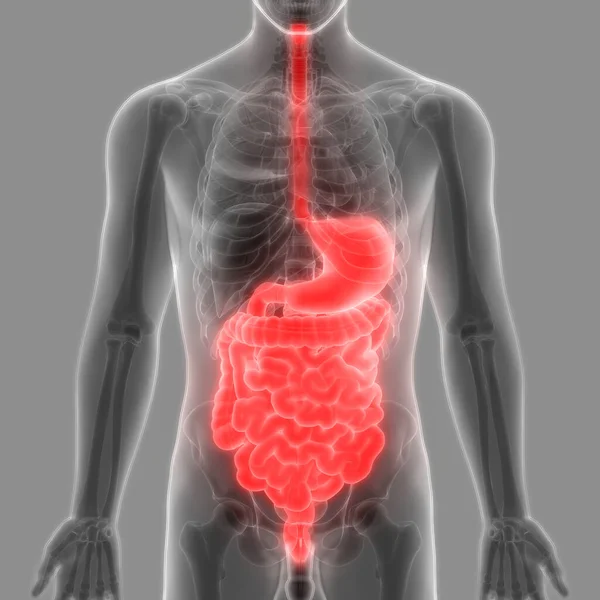 Sistema Digestivo Humano Anatomía Del Intestino Delgado Grueso — Foto de Stock