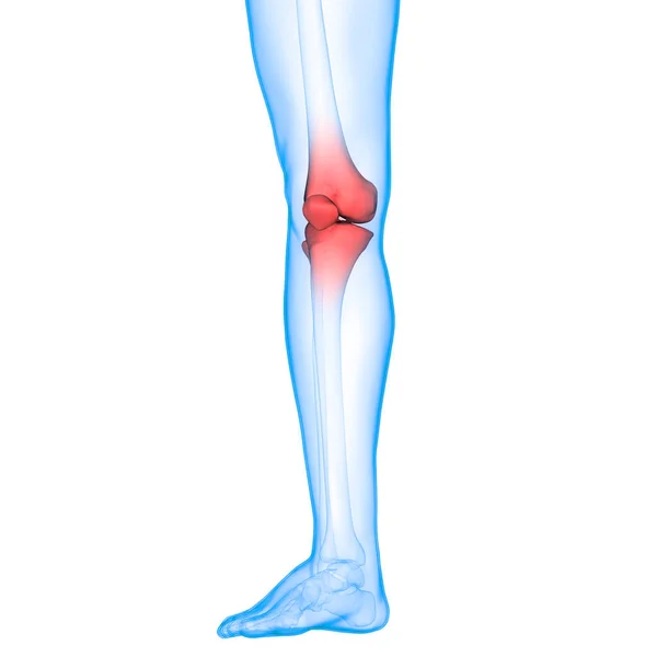 人間の骨格系足関節解剖学 — ストック写真