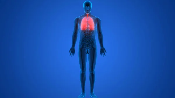 Human Respiratory System Lungs Anatomy — стокове фото