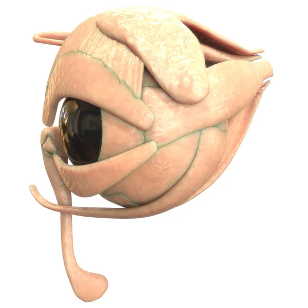 Ludzkie Organy Anatomia Oko — Zdjęcie stockowe