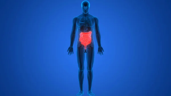 Menselijk Spijsverteringssysteem Groot Klein Intestine Anatomy Posterior View — Stockfoto
