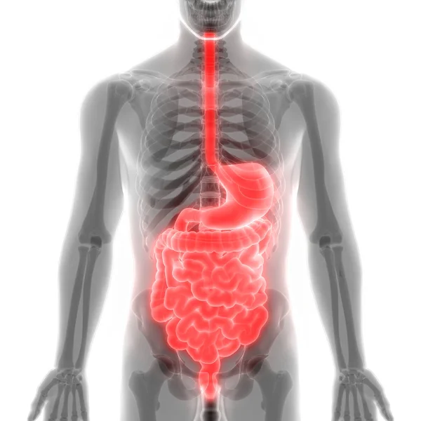 Anatomie Des Menschlichen Verdauungssystems — Stockfoto