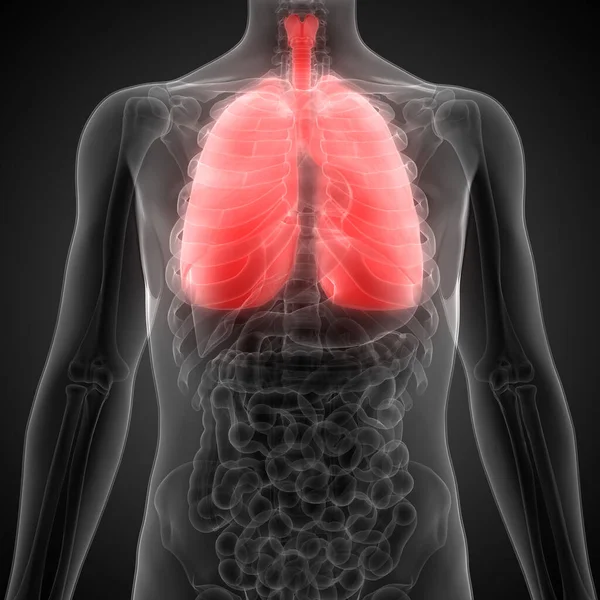 Human Respiratory System Lungs Anatomy — Stock Photo, Image