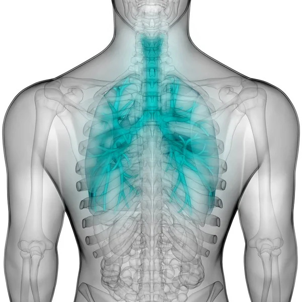 Human Respiratory System Lungs Anatomy — стокове фото