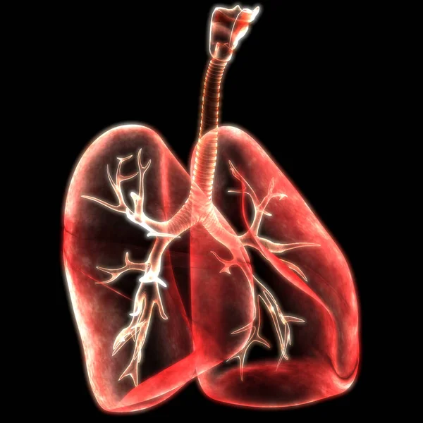 인간의 Human Respiratory System Lungs Anatomy — 스톡 사진