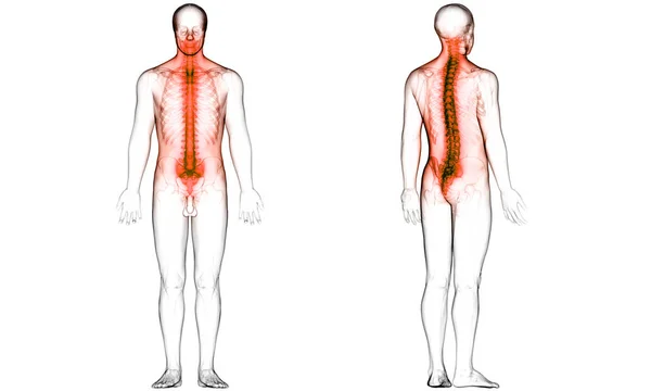 人間の骨格系の解剖学的構造の垂直列 — ストック写真