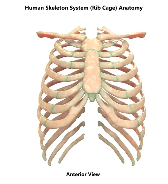 Sistema Esquelético Humano Esqueleto Axial Anatomía Vista Posterior — Foto de Stock