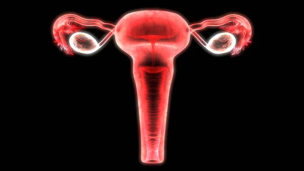 Anatomía Del Sistema Reproductivo Femenino — Foto de Stock