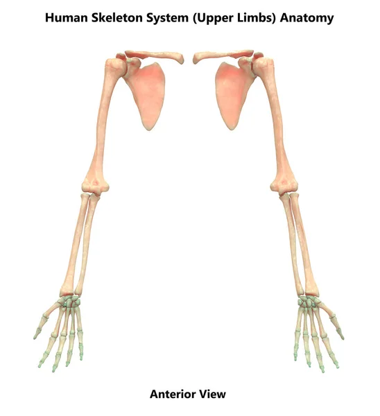 Huesos Del Sistema Esquelético Humano Manos Anatomía —  Fotos de Stock