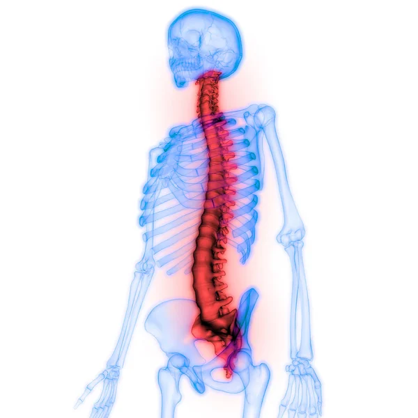 Columna Vertebral Anatomía Del Sistema Esquelético Humano —  Fotos de Stock