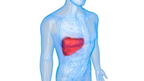 Nsan Sindirim Organı Anatomisi Boyut — Stok fotoğraf