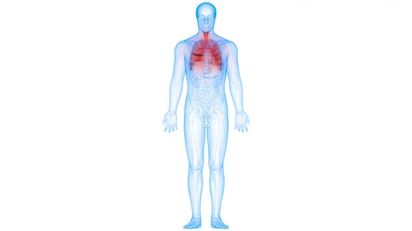 Sistema Respiratório Humano Anatomia Pulmonar — Fotografia de Stock