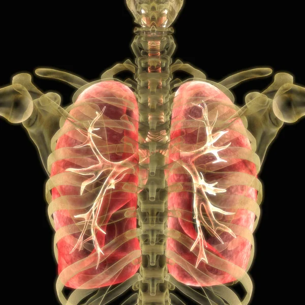 人間の呼吸器系の肺の解剖学 — ストック写真