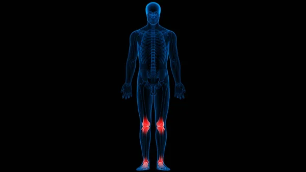 Anatomie Kostních Kloubů Lidského Kosterního Systému — Stock fotografie