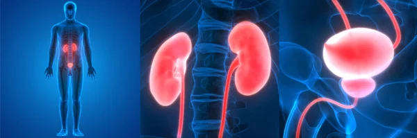Human Urinary System Kidneys Bladder Anatomy — Stock Photo, Image