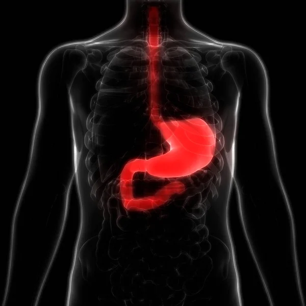 Magenanatomie Des Menschlichen Verdauungssystems — Stockfoto