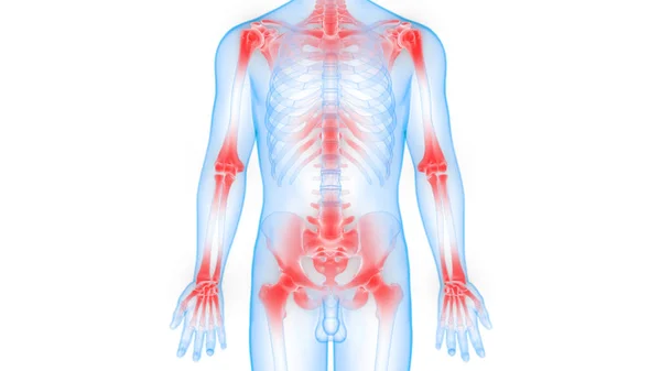 Sistema Esqueleto Humano Osso Articula Anatomia — Fotografia de Stock