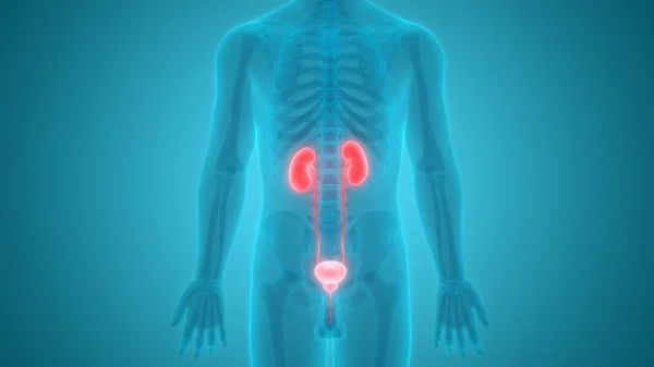 Mannelijke Urinewegen Nieren Met Blaas Anatomie — Stockfoto