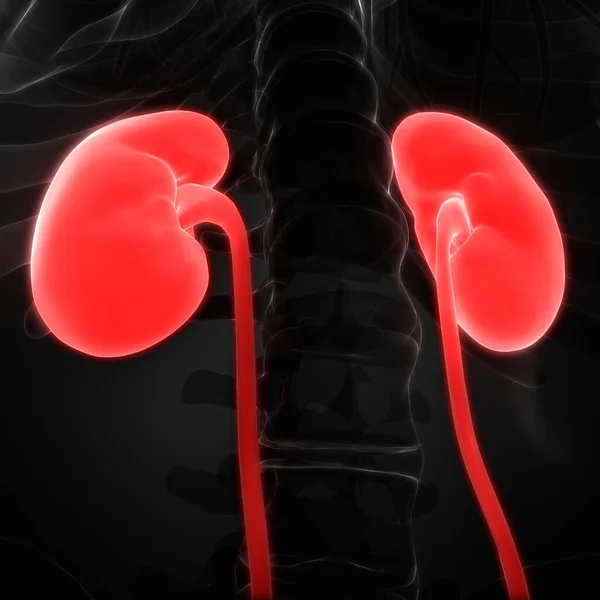 Urinary System Kidneys Anatomy. 3D
