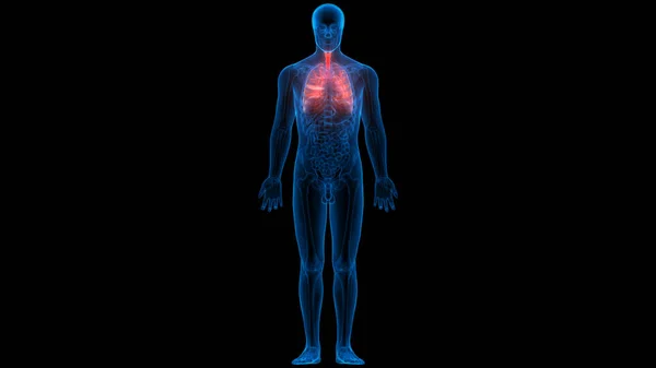 Sistema Respiratório Humano Anatomia Pulmonar — Fotografia de Stock